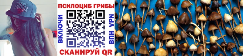 Псилоцибиновые грибы Cubensis  Звенигород 